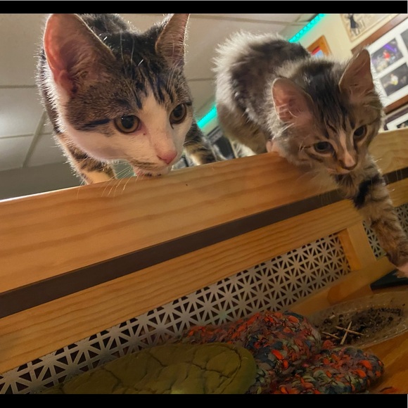 Meet your Posher, Patsy - Picture 4 of 4